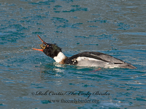 Mergus serrator  RED-BREASTED MERGANSER 9017909