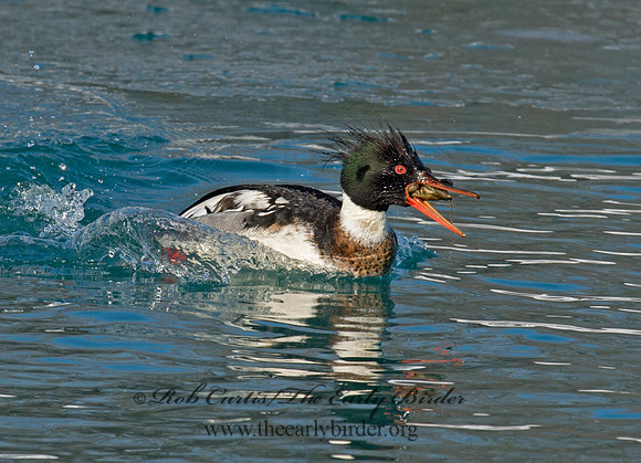 Mergus serrator  RED-BREASTED MERGANSER 9017912