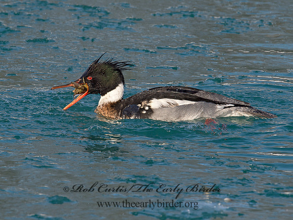 Mergus serrator  RED-BREASTED MERGANSER 9017906