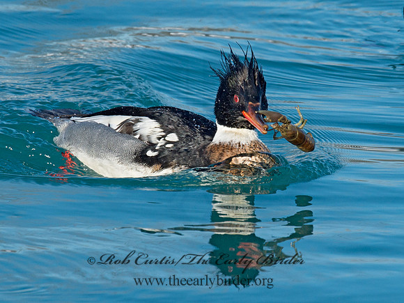 Mergus serrator  RED-BREASTED MERGANSER 9017920