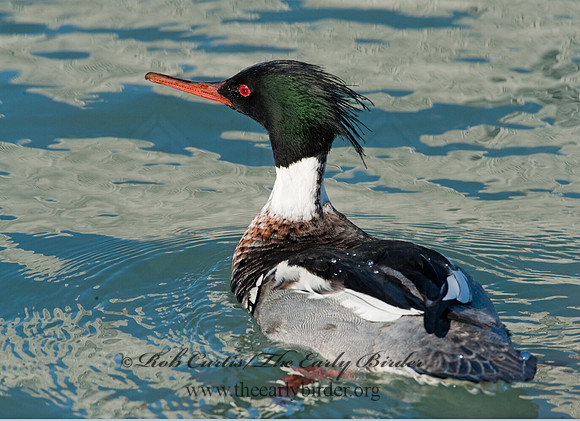 Mergus serrator  RED-BREASTED MERGANSER 8027910