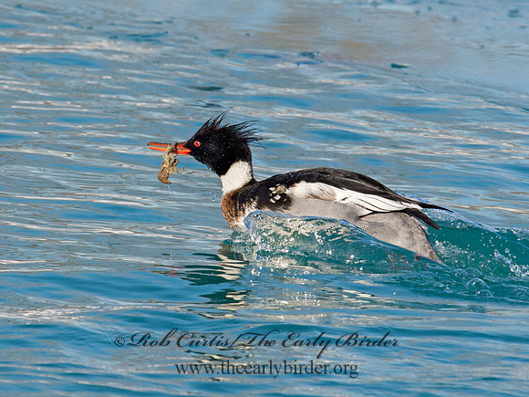 Mergus serrator  RED-BREASTED MERGANSER 9017924