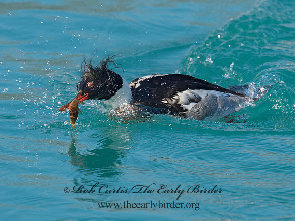 Mergus serrator  RED-BREASTED MERGANSER 9018041