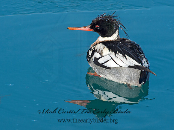 Mergus serrator  RED-BREASTED MERGANSER 9017949