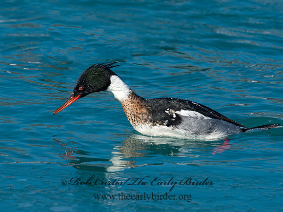 Mergus serrator  RED-BREASTED MERGANSER 9017975