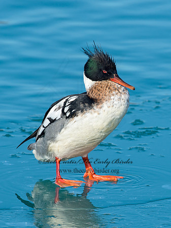 Mergus serrator  RED-BREASTED MERGANSER 9018070