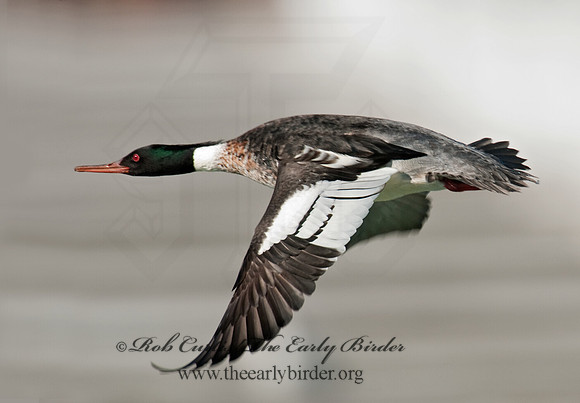 Mergus serrator  RED-BREASTED MERGANSER 3012092