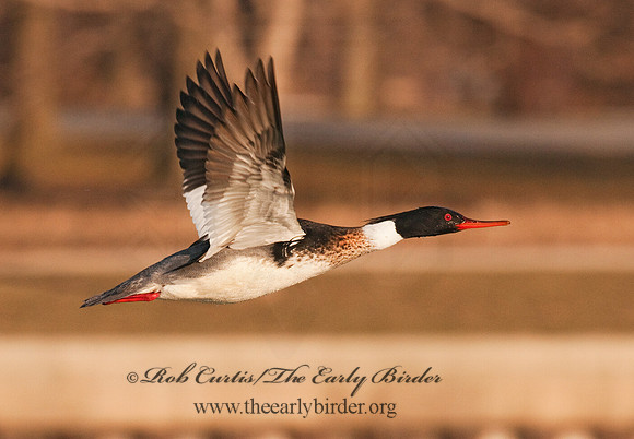 Mergus serrator  RED-BREASTED MERGANSER 3001548
