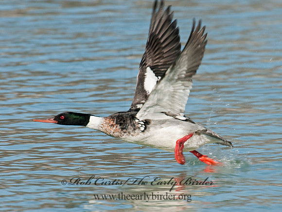 Mergus serrator  RED-BREASTED MERGANSER 3012089