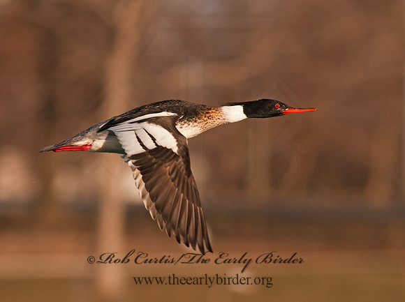 Mergus serrator  RED-BREASTED MERGANSER 3001549