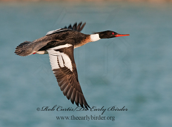 Mergus serrator  RED-BREASTED MERGANSER 3001546