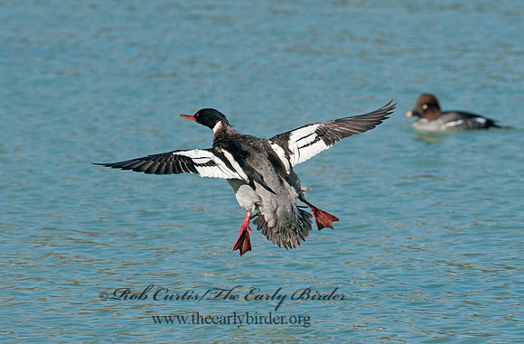 Mergus serrator  RED-BREASTED MERGANSER 3012124