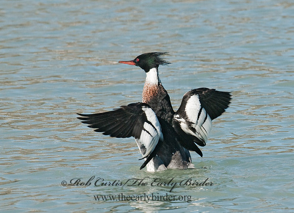 Mergus serrator  RED-BREASTED MERGANSER 3012167