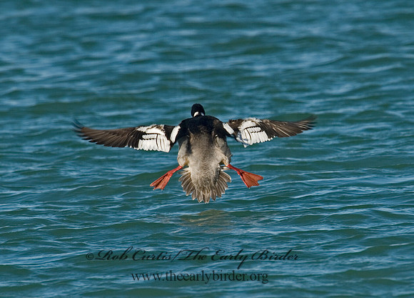 Mergus serrator  RED-BREASTED MERGANSER 6002412