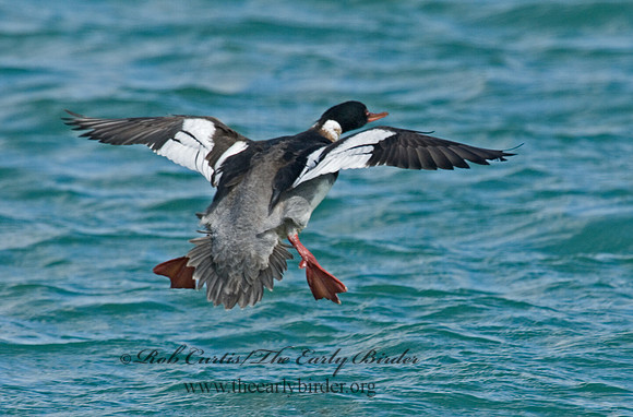 Mergus serrator  RED-BREASTED MERGANSER 6002164