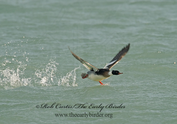 Mergus serrator  RED-BREASTED MERGANSER 6029651