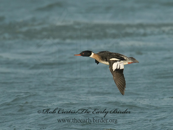 Mergus serrator  RED-BREASTED MERGANSER 6029655