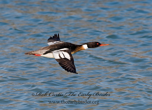 Mergus serrator  RED-BREASTED MERGANSER 8011311
