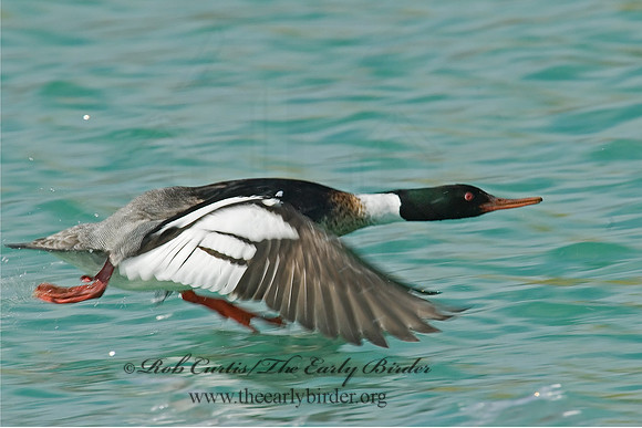 Mergus serrator  RED-BREASTED MERGANSER 7001878