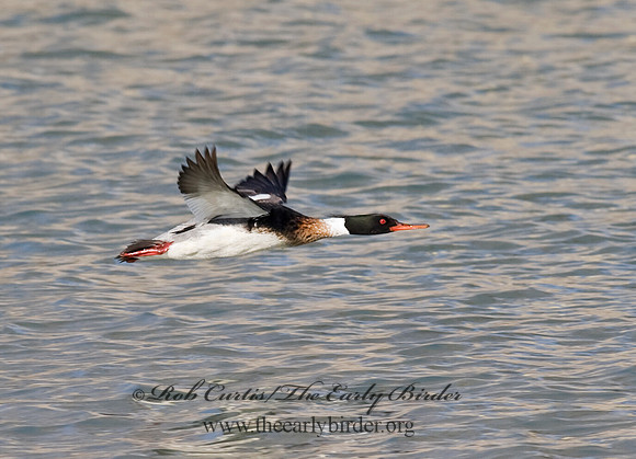 Mergus serrator  RED-BREASTED MERGANSER 8011324