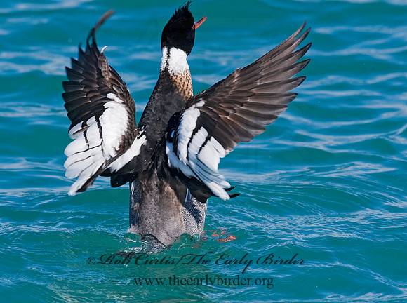 Mergus serrator  RED-BREASTED MERGANSER 8011648