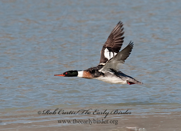 Mergus serrator  RED-BREASTED MERGANSER 8027928