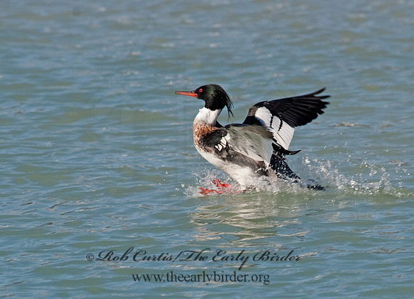 Mergus serrator  RED-BREASTED MERGANSER 8027932