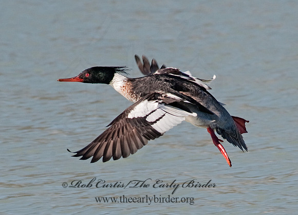 Mergus serrator  RED-BREASTED MERGANSER 8027945