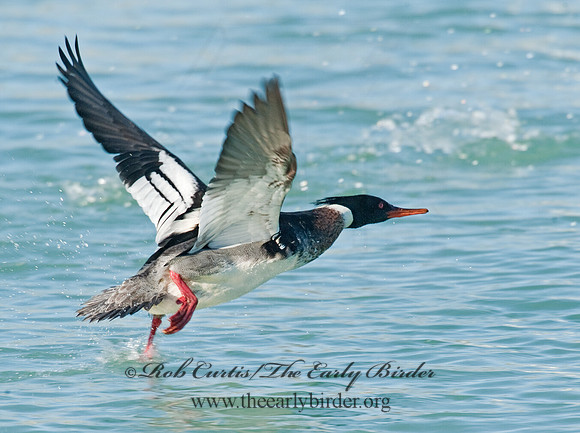 Mergus serrator  RED-BREASTED MERGANSER 8027902