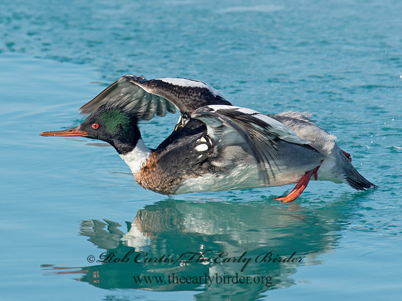 Mergus serrator  RED-BREASTED MERGANSER 9018184