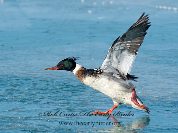 Mergus serrator  RED-BREASTED MERGANSER 9018182