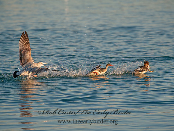 Mergus serrator  RED-BREASTED MERGANSER 8032303