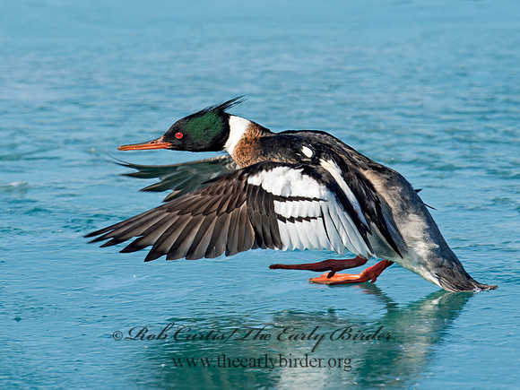 Mergus serrator  RED-BREASTED MERGANSER 9018183
