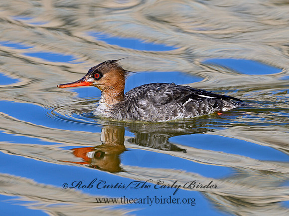 Mergus serrator  RED-BREASTED MERGANSER 1301162
