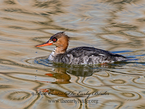 Mergus serrator  RED-BREASTED MERGANSER 1301156