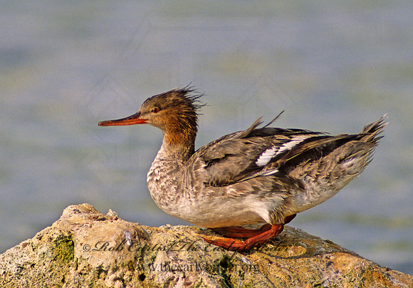 Mergus serrator  RED-BREASTED MERGANSER 18620