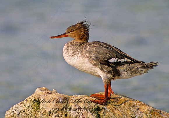 Mergus serrator  RED-BREASTED MERGANSER 18318