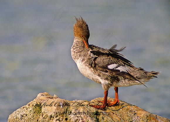 Mergus serrator  RED-BREASTED MERGANSER 18319