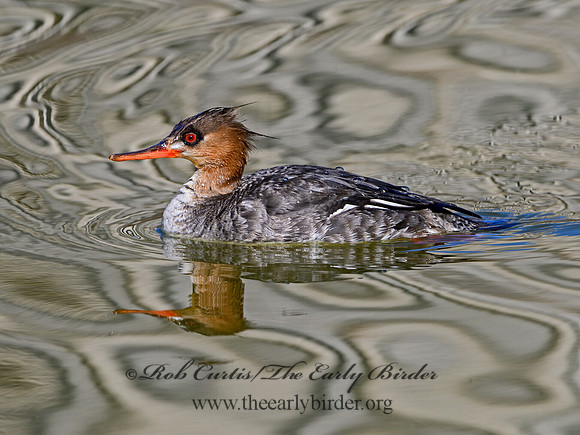 Mergus serrator  RED-BREASTED MERGANSER 1301163