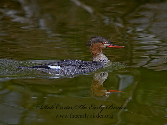 Mergus serrator  RED-BREASTED MERGANSER 1301211