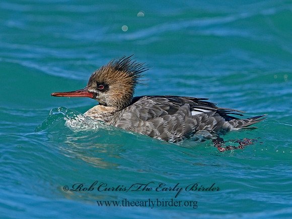 Mergus serrator  RED-BREASTED MERGANSER 1301563