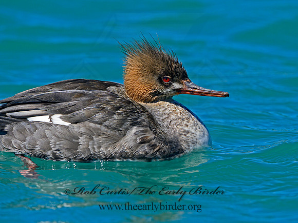 Mergus serrator  RED-BREASTED MERGANSER 1301472