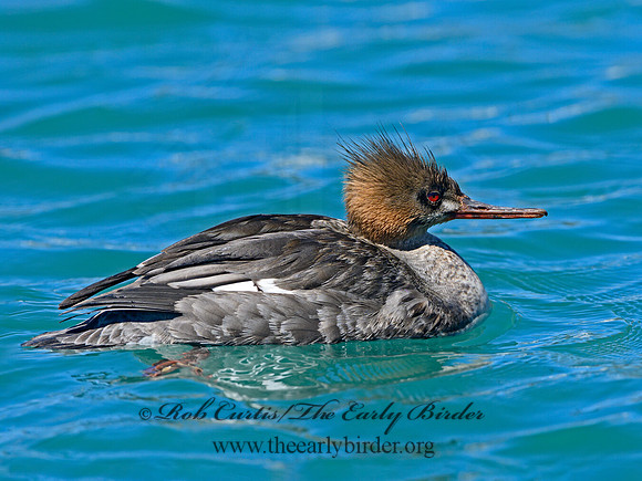 Mergus serrator  RED-BREASTED MERGANSER 1301474