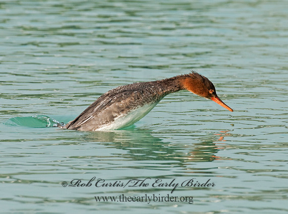 Mergus serrator  RED-BREASTED MERGANSER 3011776