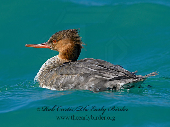 Mergus serrator  RED-BREASTED MERGANSER 1301561