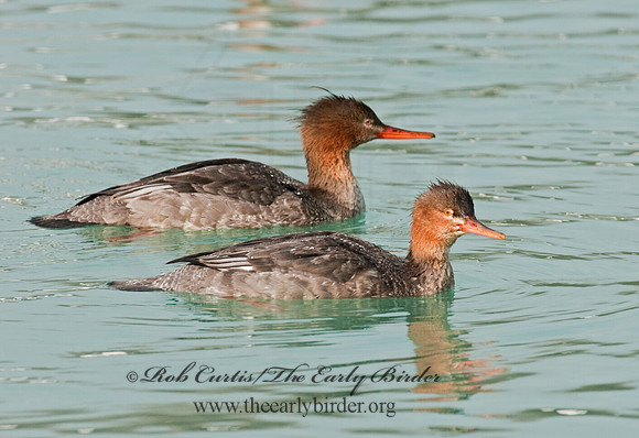 Mergus serrator  RED-BREASTED MERGANSER 3011779