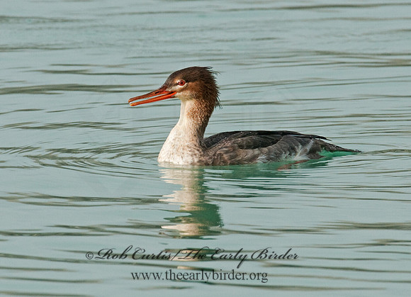 Mergus serrator  RED-BREASTED MERGANSER 3011783
