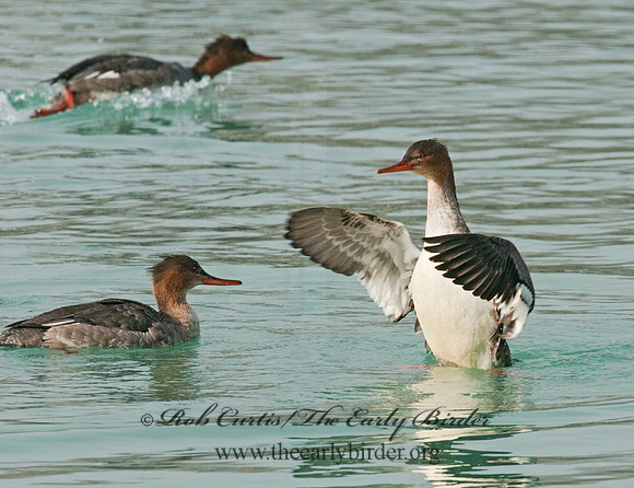 Mergus serrator  RED-BREASTED MERGANSER 3011786