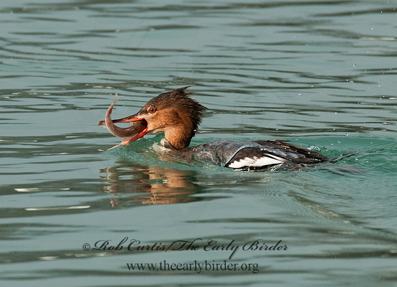 Mergus serrator  RED-BREASTED MERGANSER 3011792