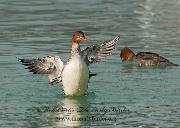 Mergus serrator  RED-BREASTED MERGANSER 3011794